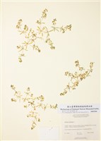 藏品(光葉粟米草)的圖片